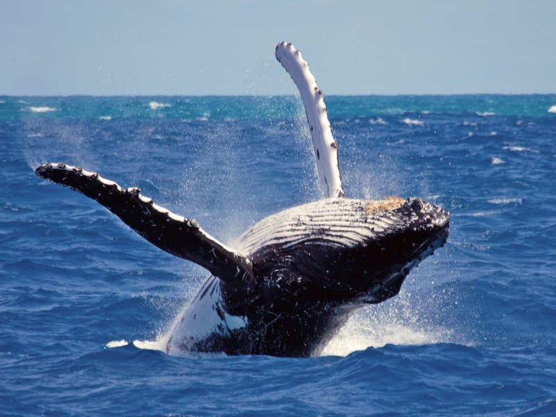whale watching1 Adventure Σρι Λάνκα – Η Μεγάλη Εξερεύνηση! diontours.com