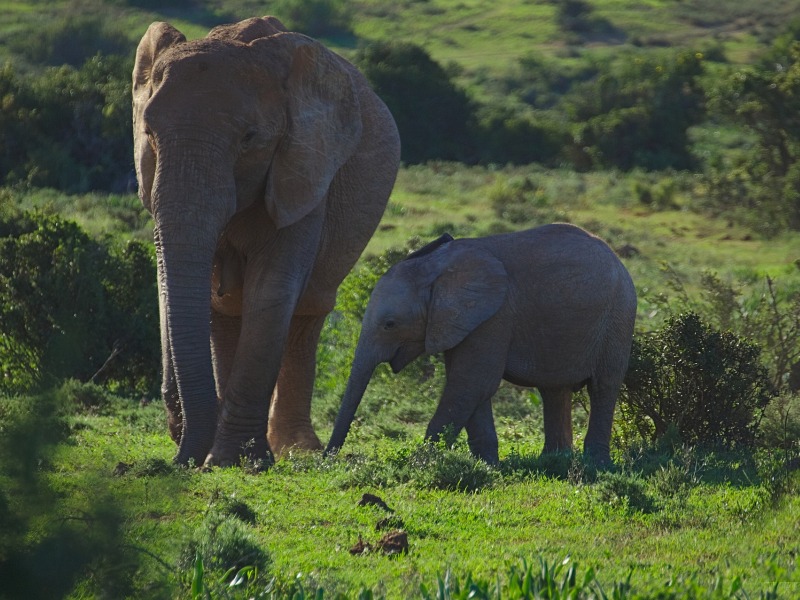 νοτια αφρικη_ado park_elephant Νότια Αφρική_Red Elephant